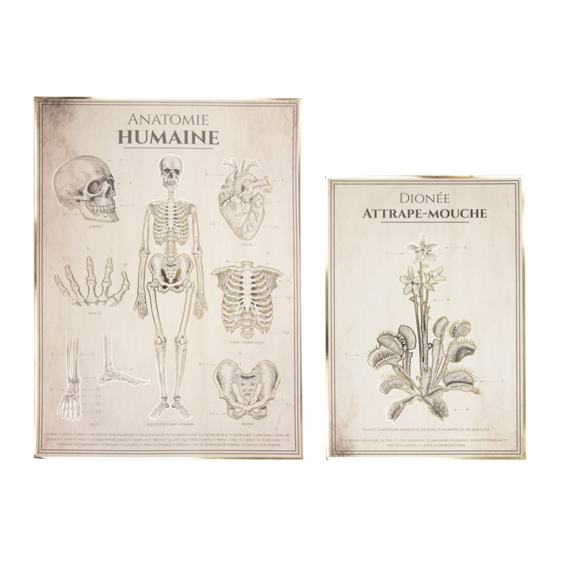 AFFICHES ANATOMIE HUMAINE CABINET DE CURIOSITES X2