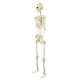 SQUELETTE TAILLE HUMAINE 165CM