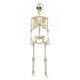 Squelette plastique 165 cm